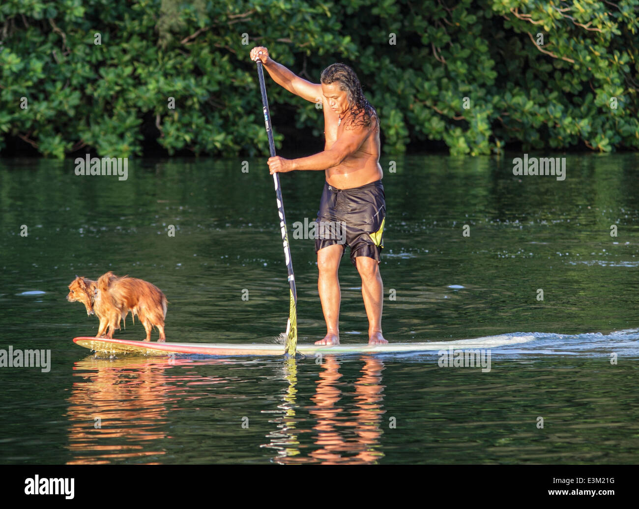 Dog goes stand up paddle surfing with owner on the Hanalei River in Kauai Stock Photo