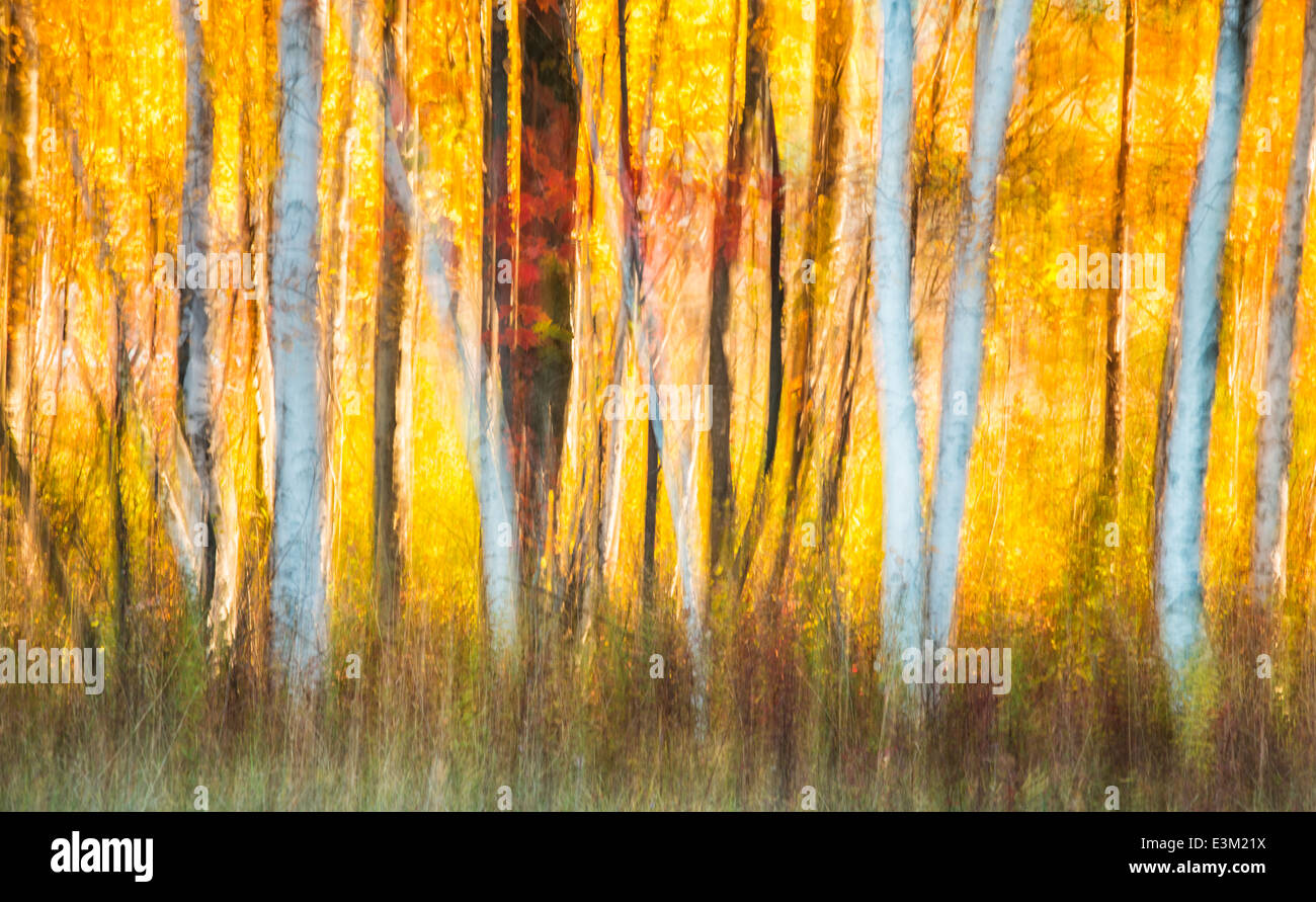 A creative abstract of backlit fall colored trees in Northern Michigan, United States. Stock Photo