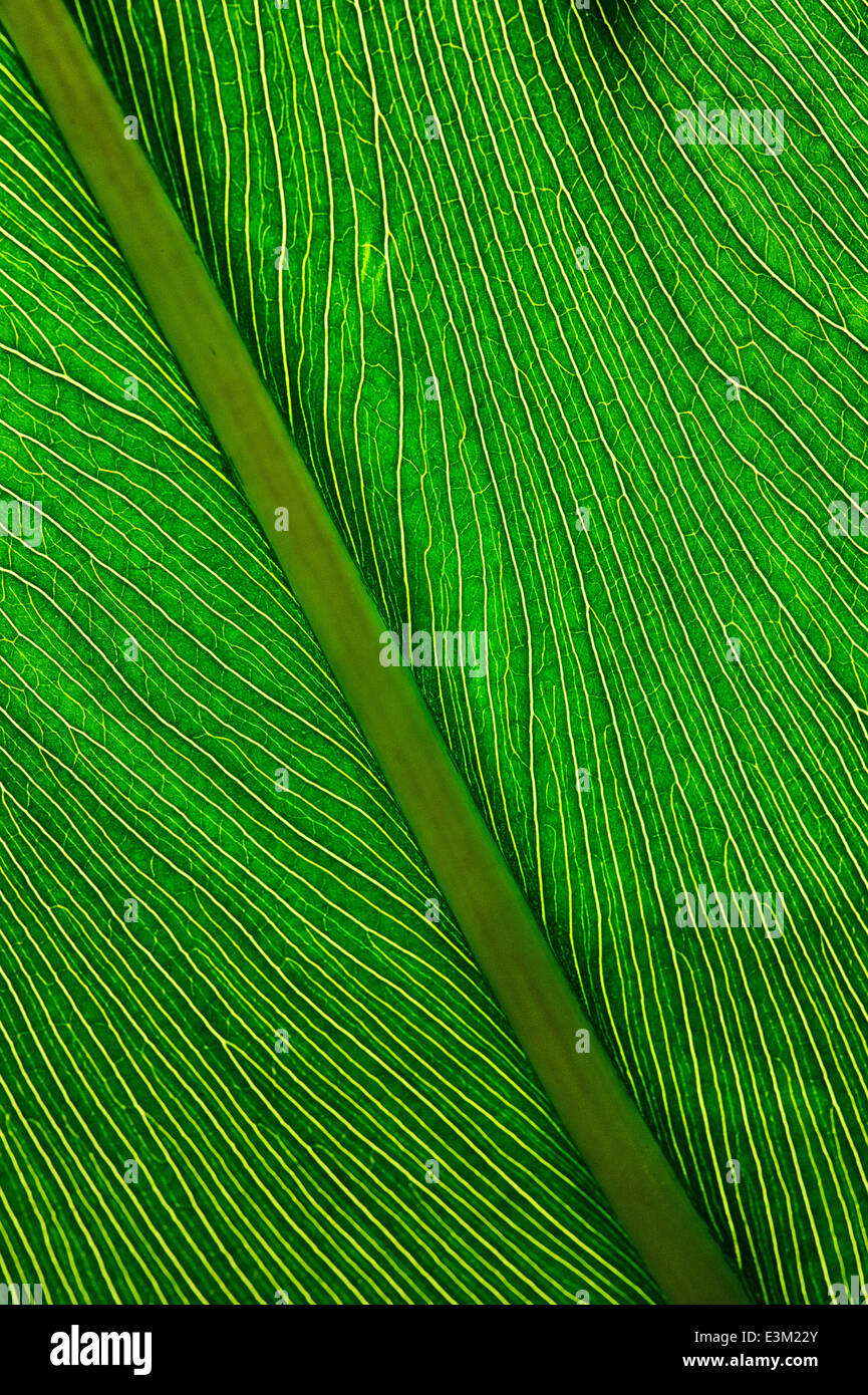 A backlit tropical leaf Stock Photo