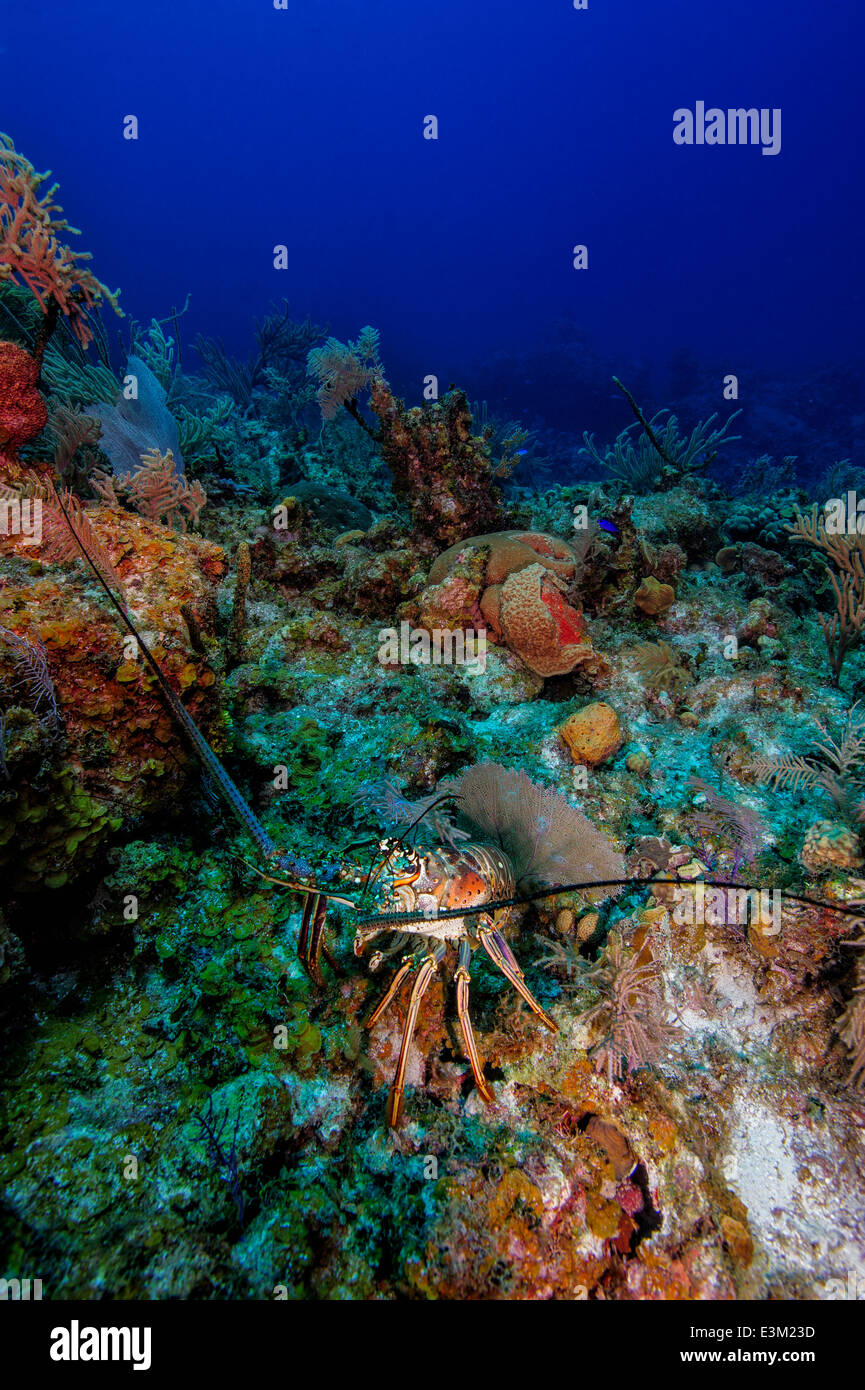 A Spiny Lobster at Bloody Bay Wall, Little Cayman Island, Caribbean Sea Stock Photo