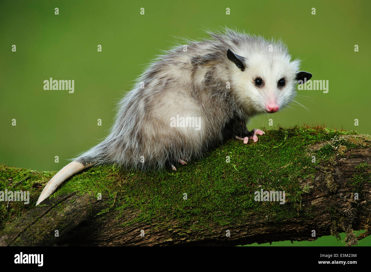 An 8-month-old young opossum at Howell Nature Wildlife Rehabilitation Center, Michigan, United States Stock Photo