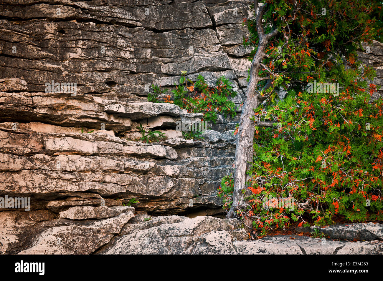 Northern White Cedar Tree (Thuja occidentalis) on cliff edge in Bruce Peninsula, Canada Stock Photo