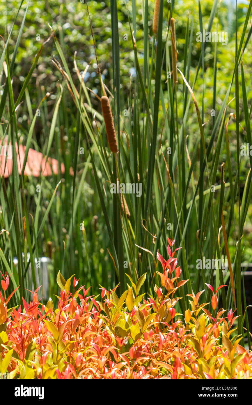 Quiet village lane leading away from the camera between stone walls