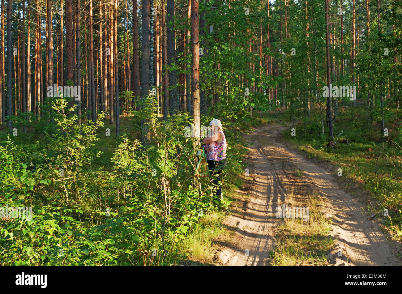 Rural lifestyle 2013. The woman picks berries in the forest. Stock Photo