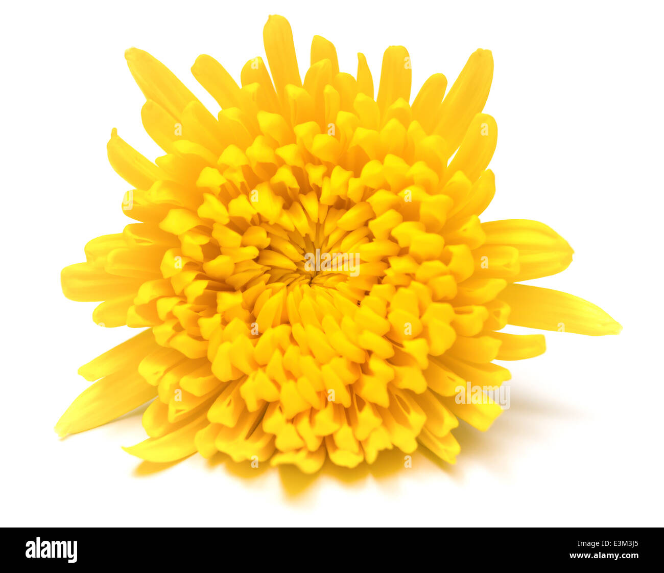yellow chrysanthemum flower on a white background Stock Photo - Alamy