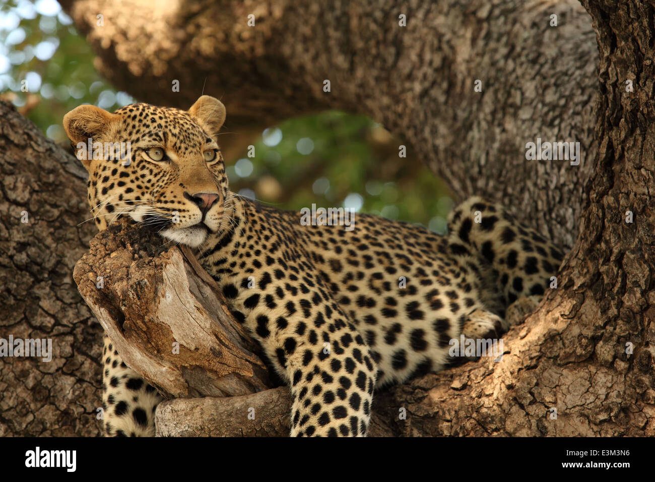 A leopard resting in a tree in the Kruger National Park, South Africa ...