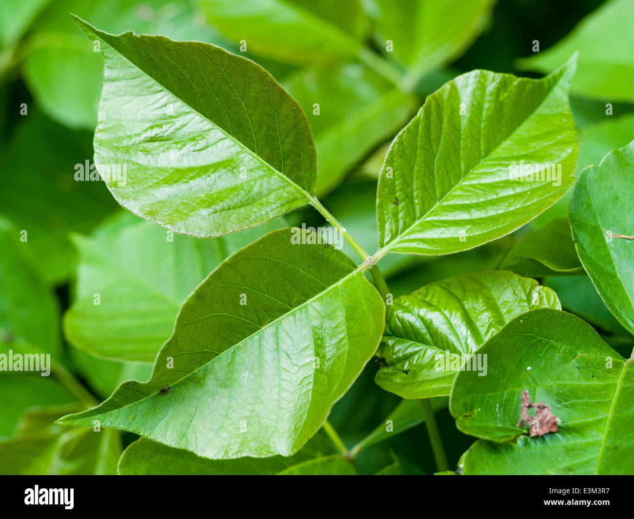 Poison Ivy in the Spring. Close up of the glossy and itchy leaves of the poison ivy plant. Stock Photo