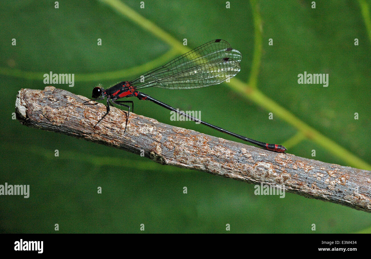 Damselfly - megalagrion pacificum Stock Photo