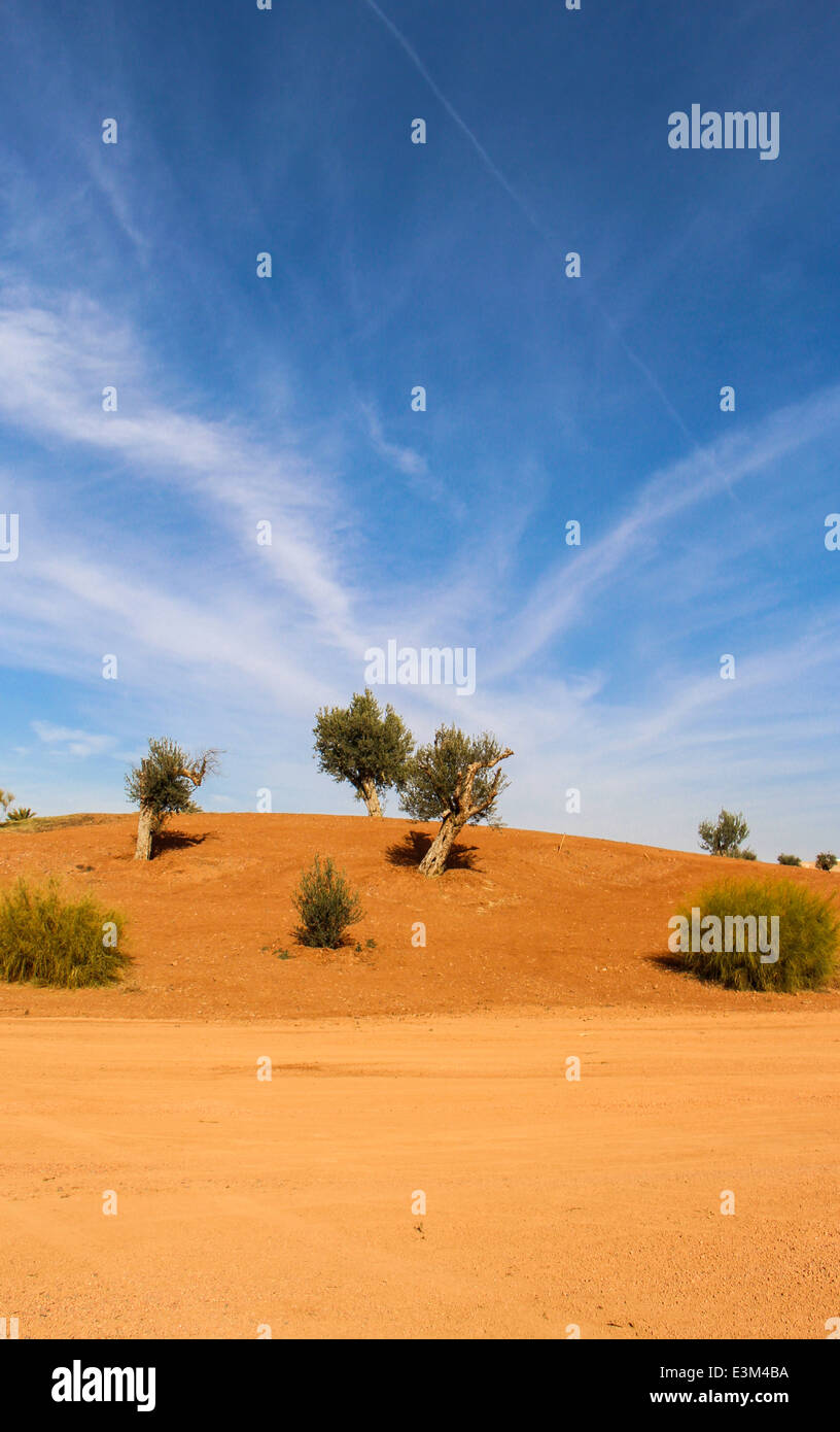 Scenic desert landscape with rich red sand and stunted shrubs and trees under a blue sky with interesting cloud formations Stock Photo
