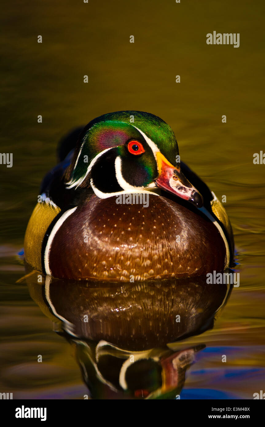 Wood duck (Aix sponsa Stock Photo Alamy