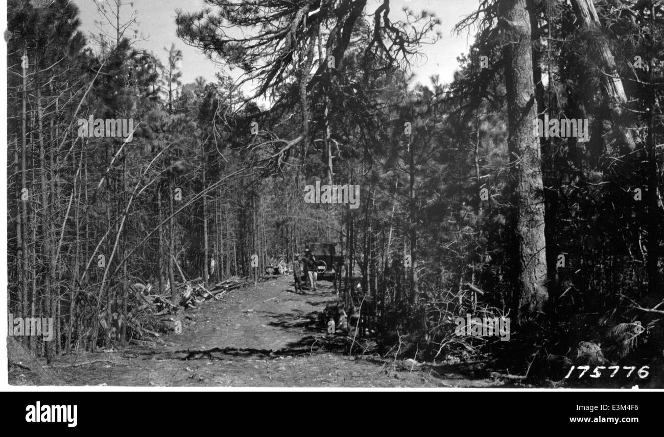 Ponderosa Pine 1923 Stock Photo Alamy