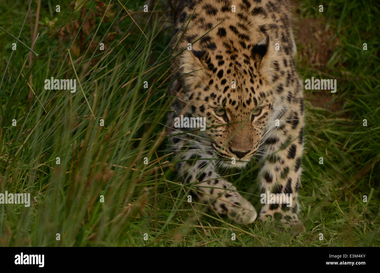 jaguar in grass Stock Photo - Alamy
