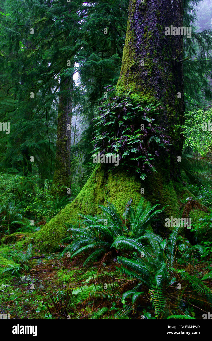 Ferns on old growth tree, Oswald West State Park, Oregon Stock Photo