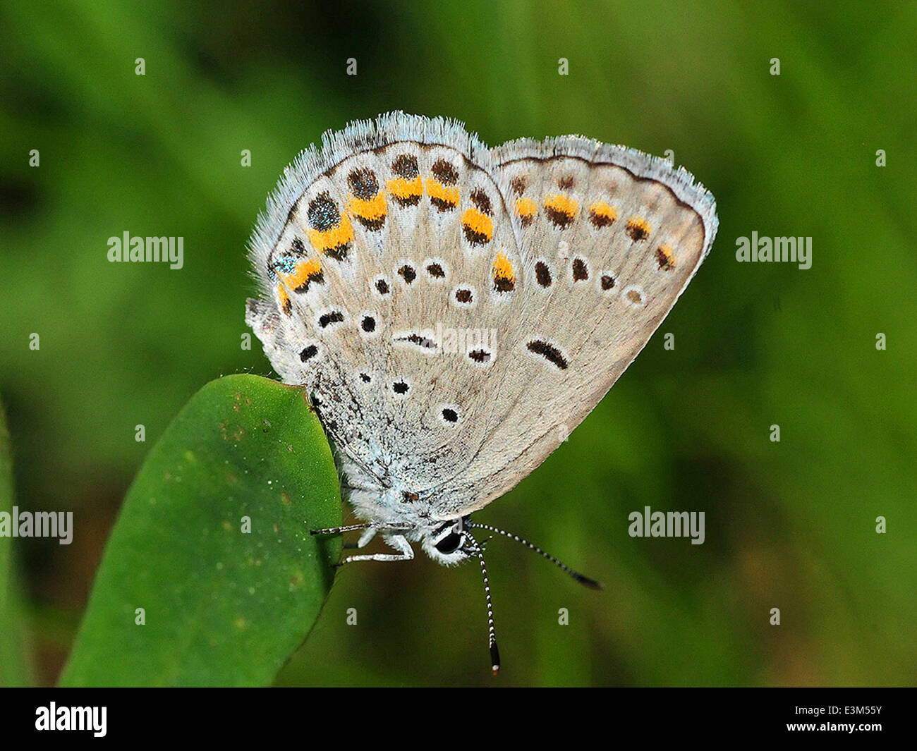 Karner blue butterfly (Lycaeides melissa samuelis Stock Photo Alamy