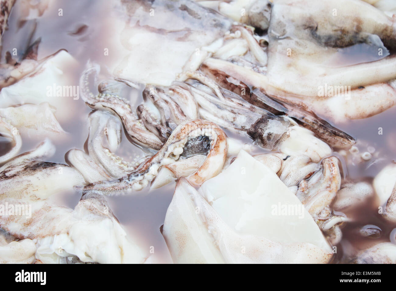 squid for cooking Stock Photo - Alamy