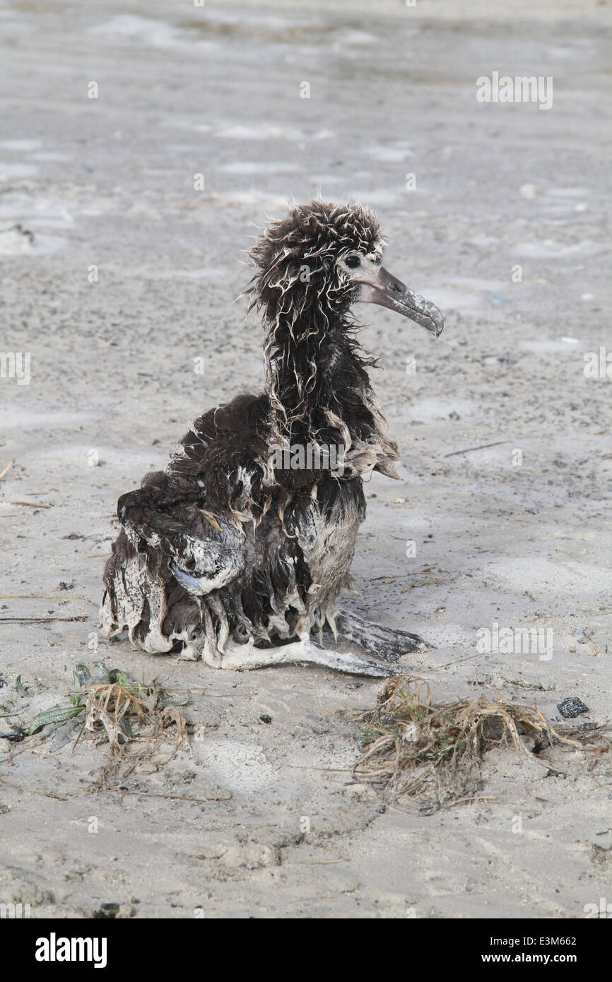 Midway atoll tsunami size