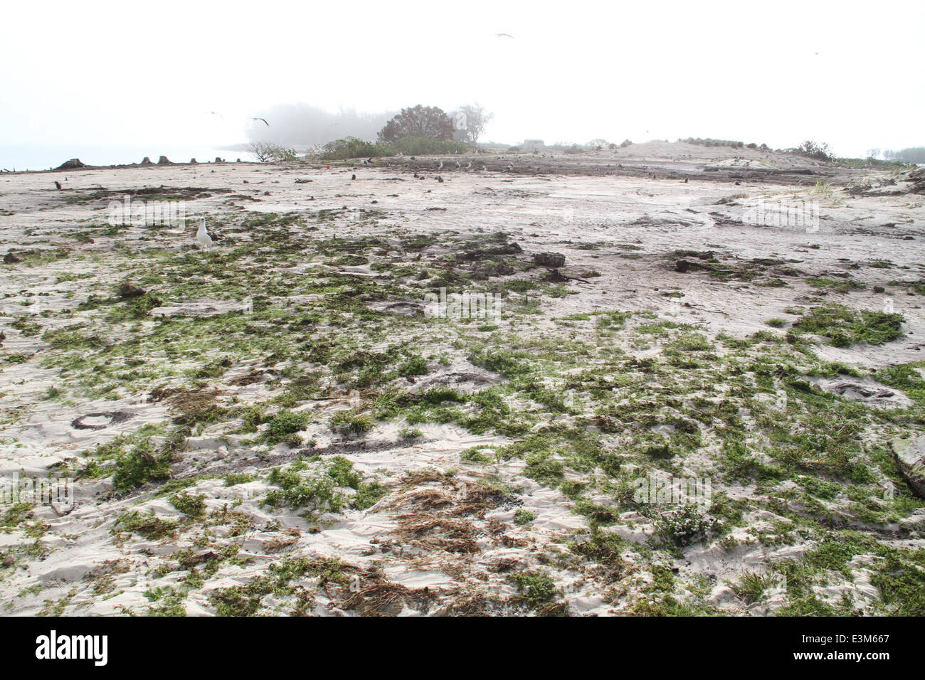 Midway atoll tsunami readings