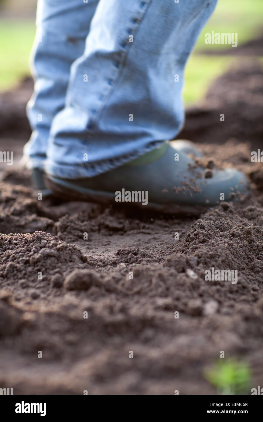 Treading down soil after filling in dip/hollow in lawn with soil. Stock Photo