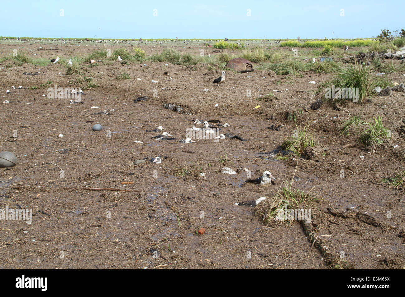 Midway atoll tsunami arrival time