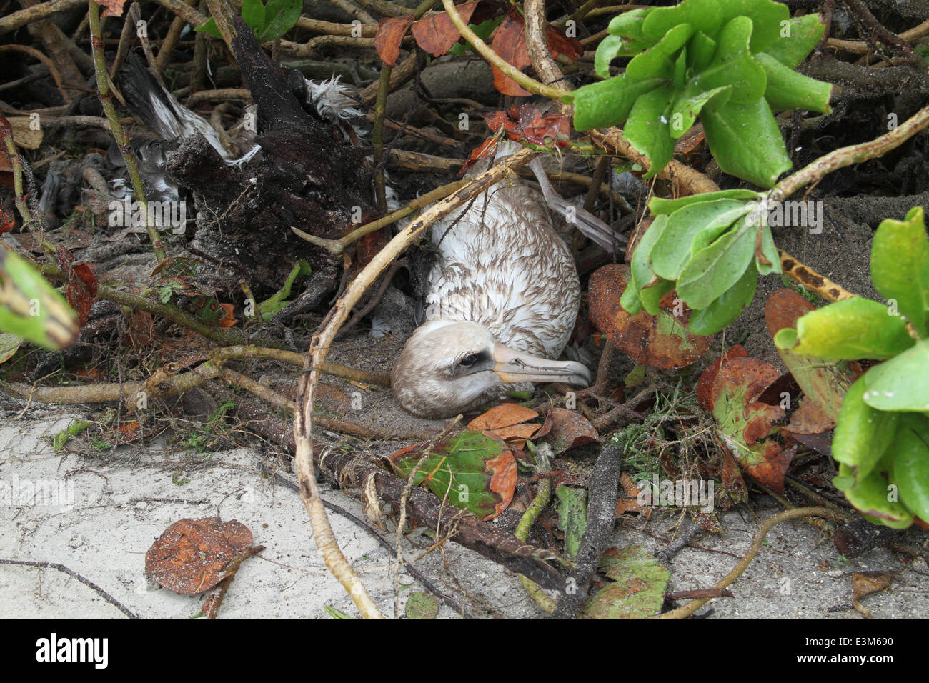 Laysan Albatross Trapped-- Later Rescued a Day After a Tsunami Hit Midway Atoll Stock Photo