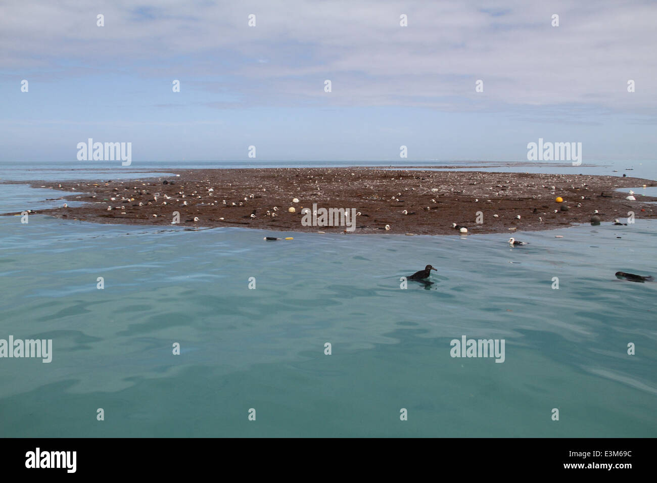 Tsunami midway atoll