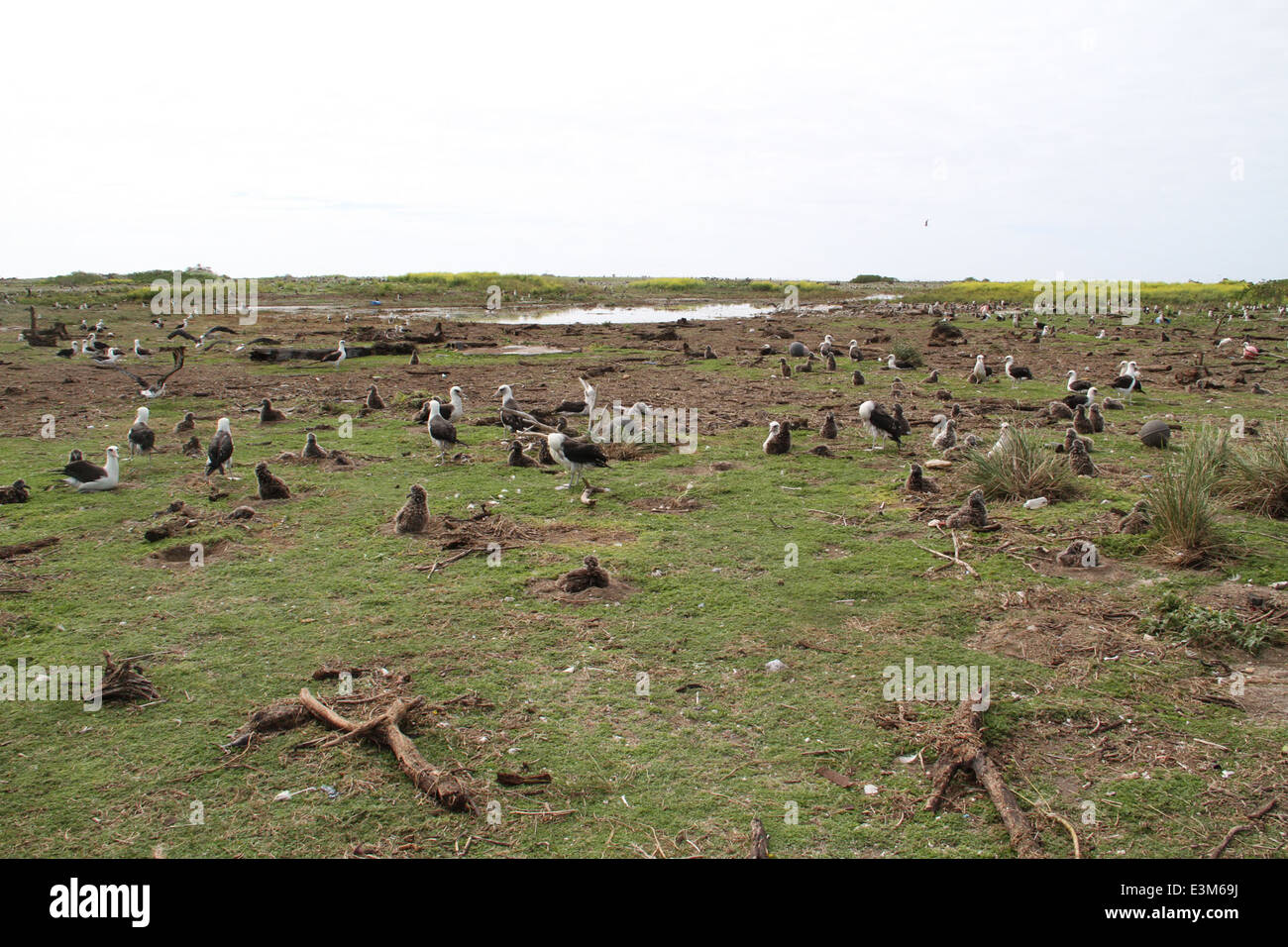 Midway atoll tsunami readings