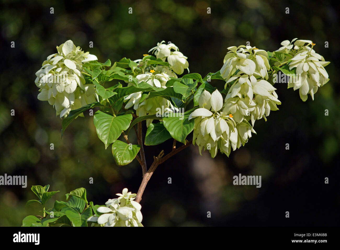 White Mussaenda Stock Photo