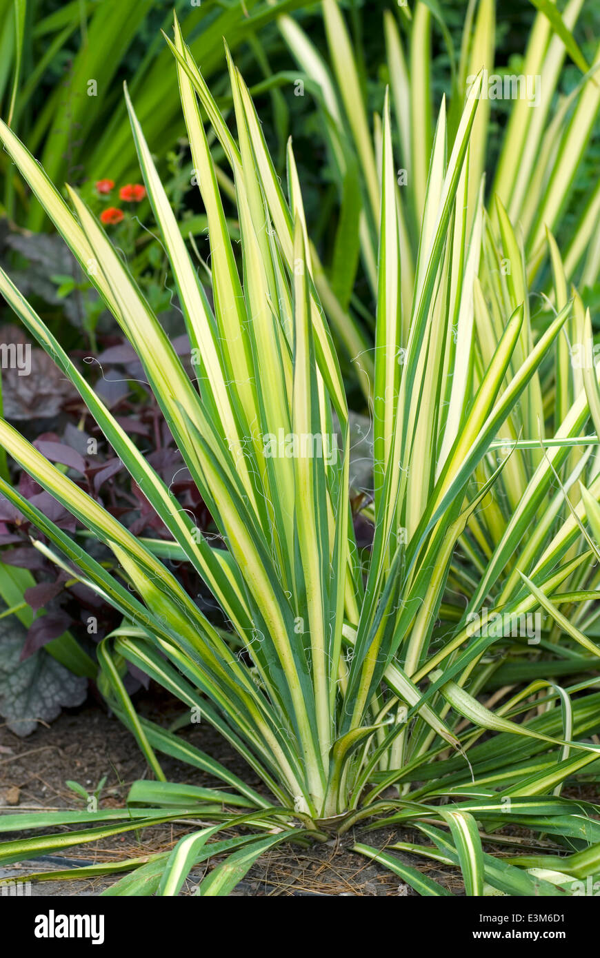 Yucca flaccida Golden Sword, Perennial, July. Variegated yellow and green plant. Stock Photo
