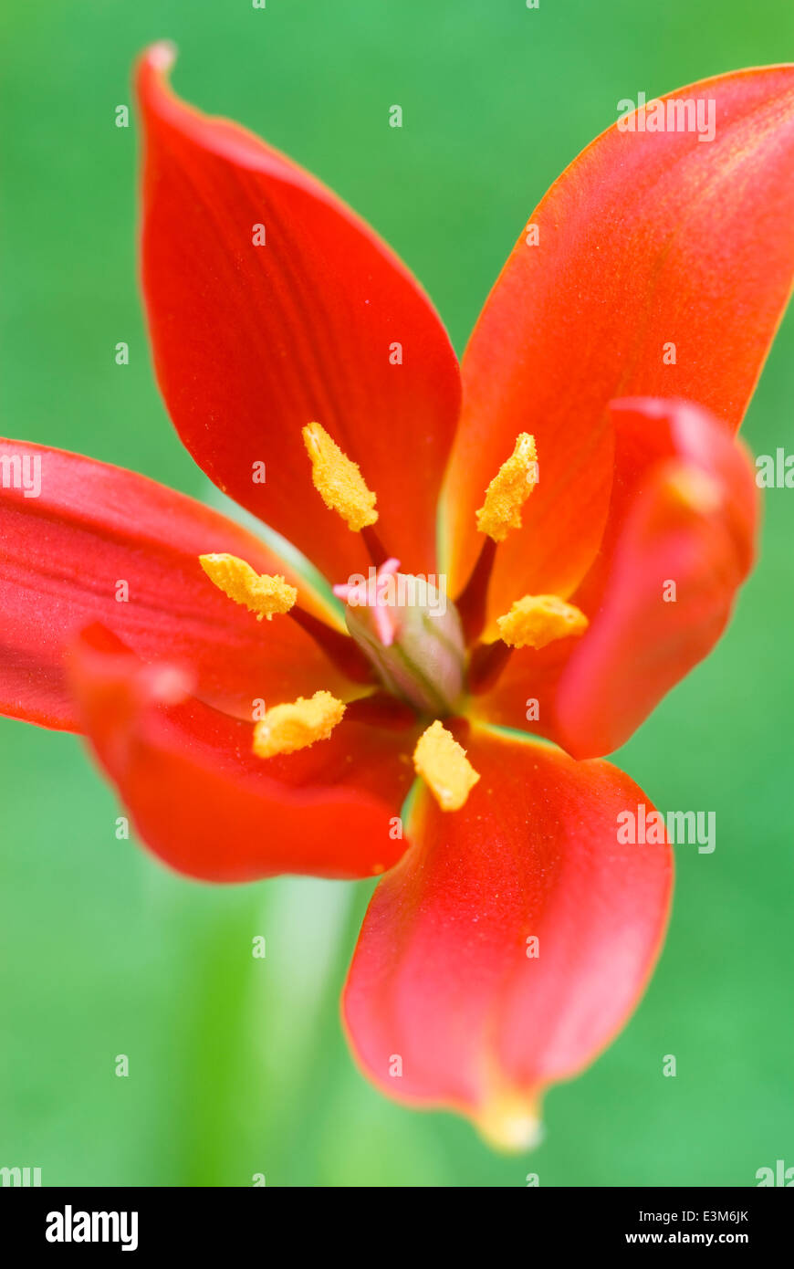 Tulipa sprengeri, Tulip. Bulb, May. Bright red tulip. Stock Photo