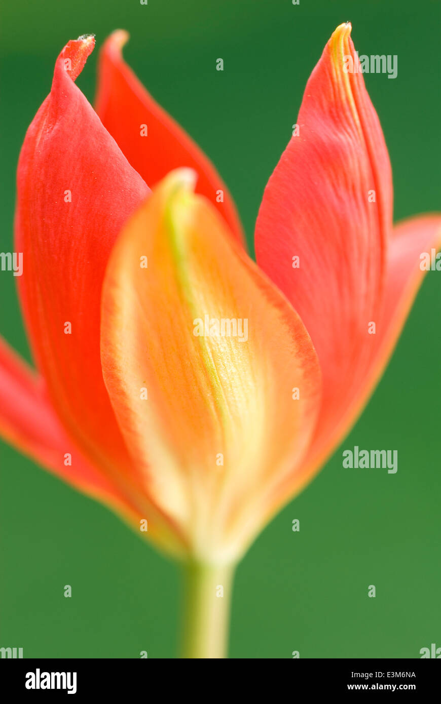 Tulipa sprengeri, Tulip. Bulb, May. Red and yellow flower. Stock Photo