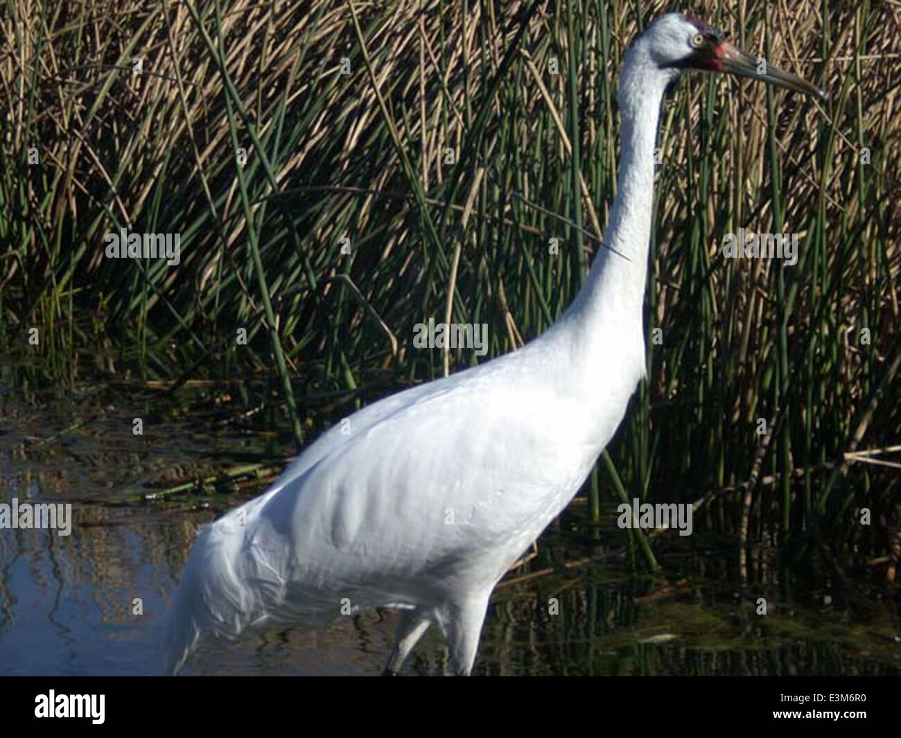 Adult Whooping Crane Stock Photo