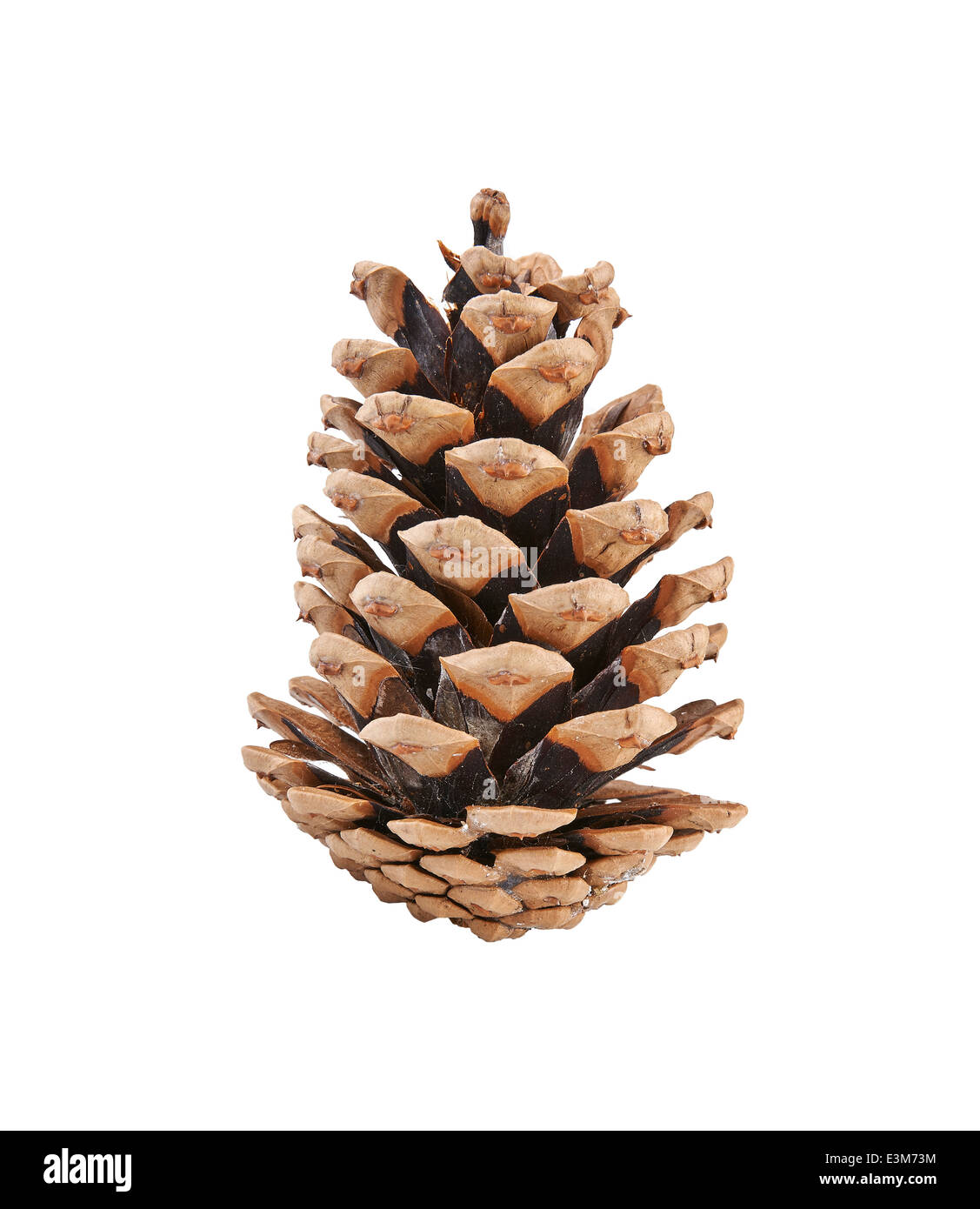 Pine cone isolated on white background Stock Photo - Alamy