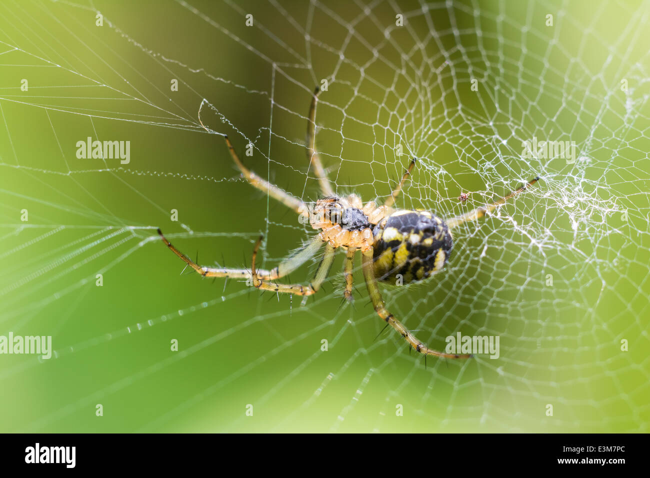 Big Spider On Web Waiting For Prey Stock Photo