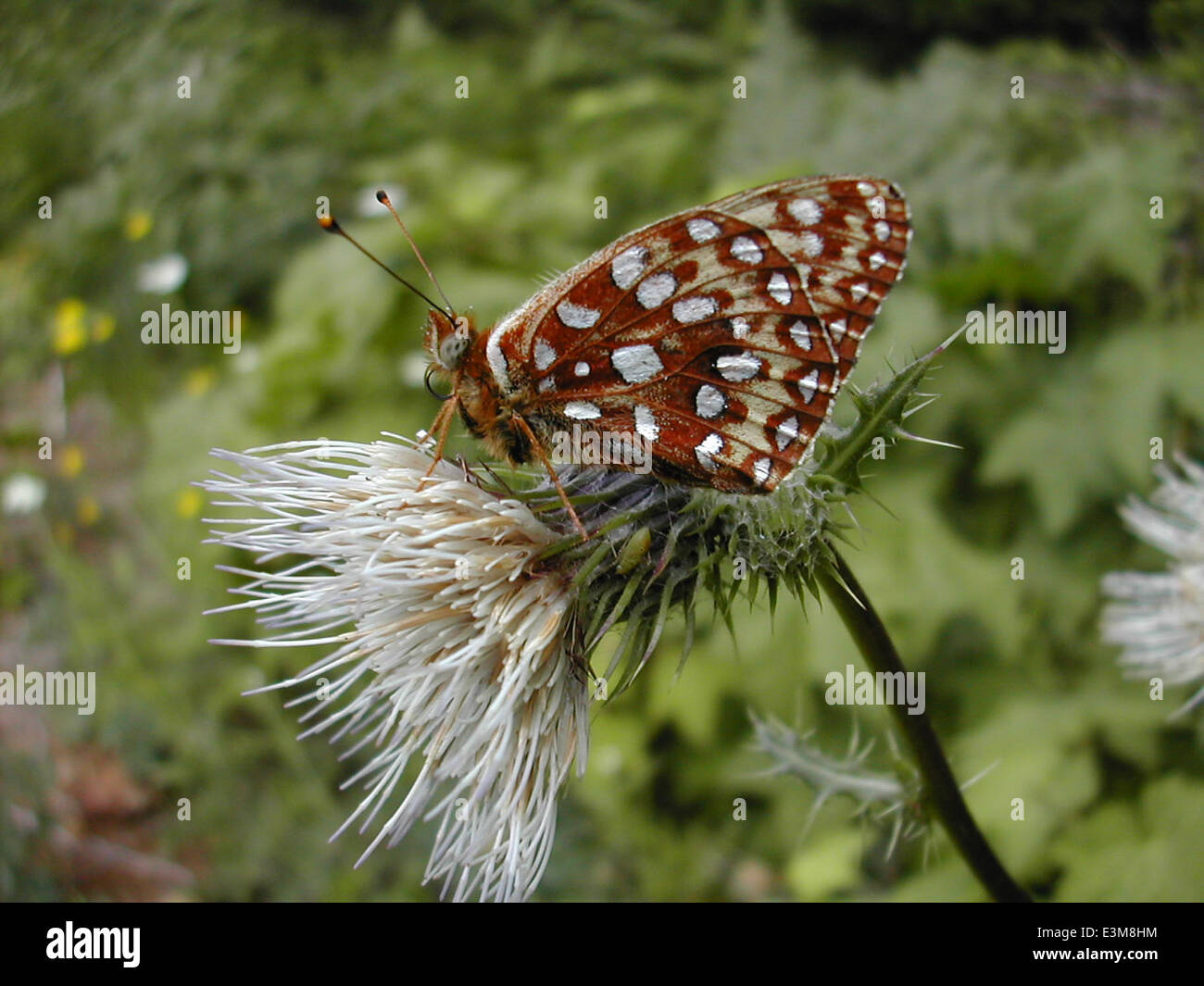 Oregon silverspot butterfly Stock Photo Alamy