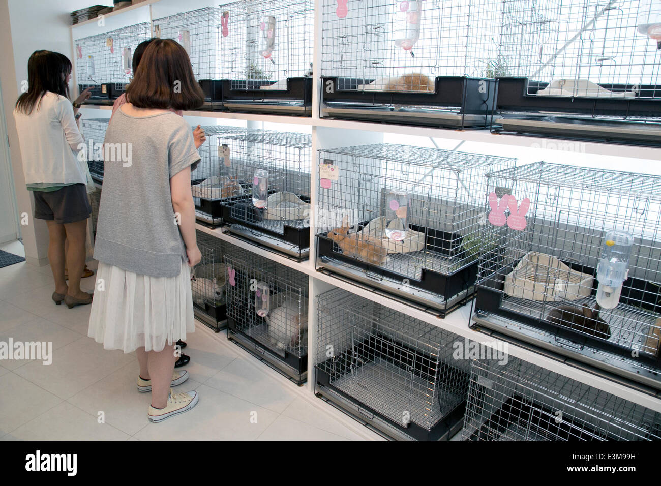 June 19, 2014, Tokyo, Japan Customers see rabbits at the Ms. Bunny pet shop. Ms.Bunny, a pet