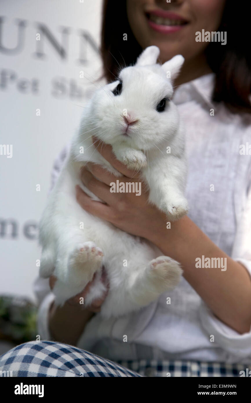 rabbit at the Ms. Bunny pet Stock Photo 