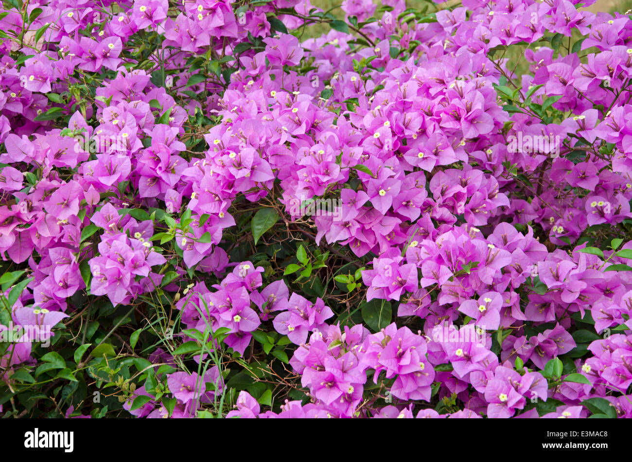 beautiful flowers background in asia Stock Photo - Alamy