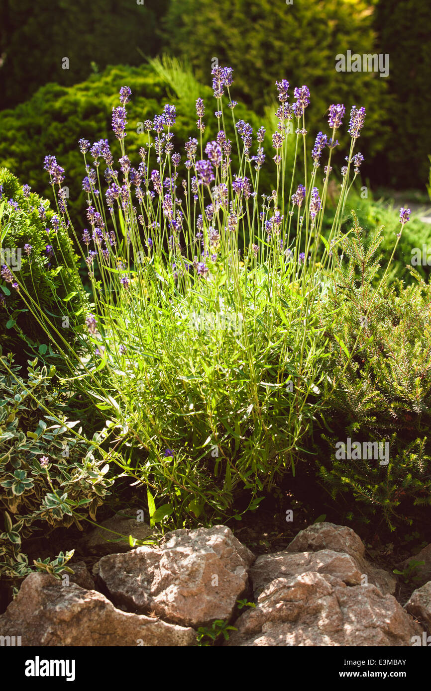 Lavender on rockery with rocks and evergreen plants Stock Photo