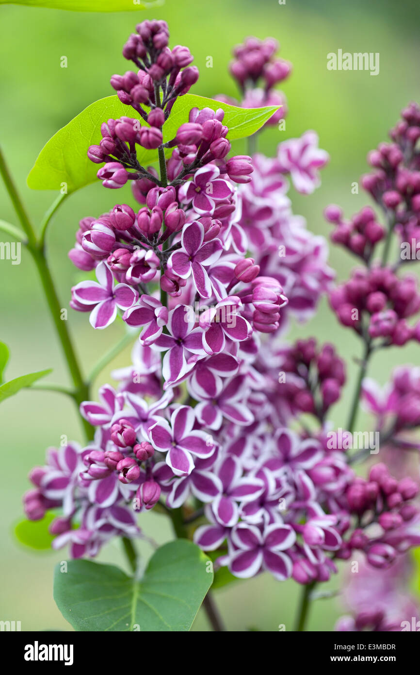 Syringa vulgaris Sensation, Lilac. Shrub, April. Magenta and white