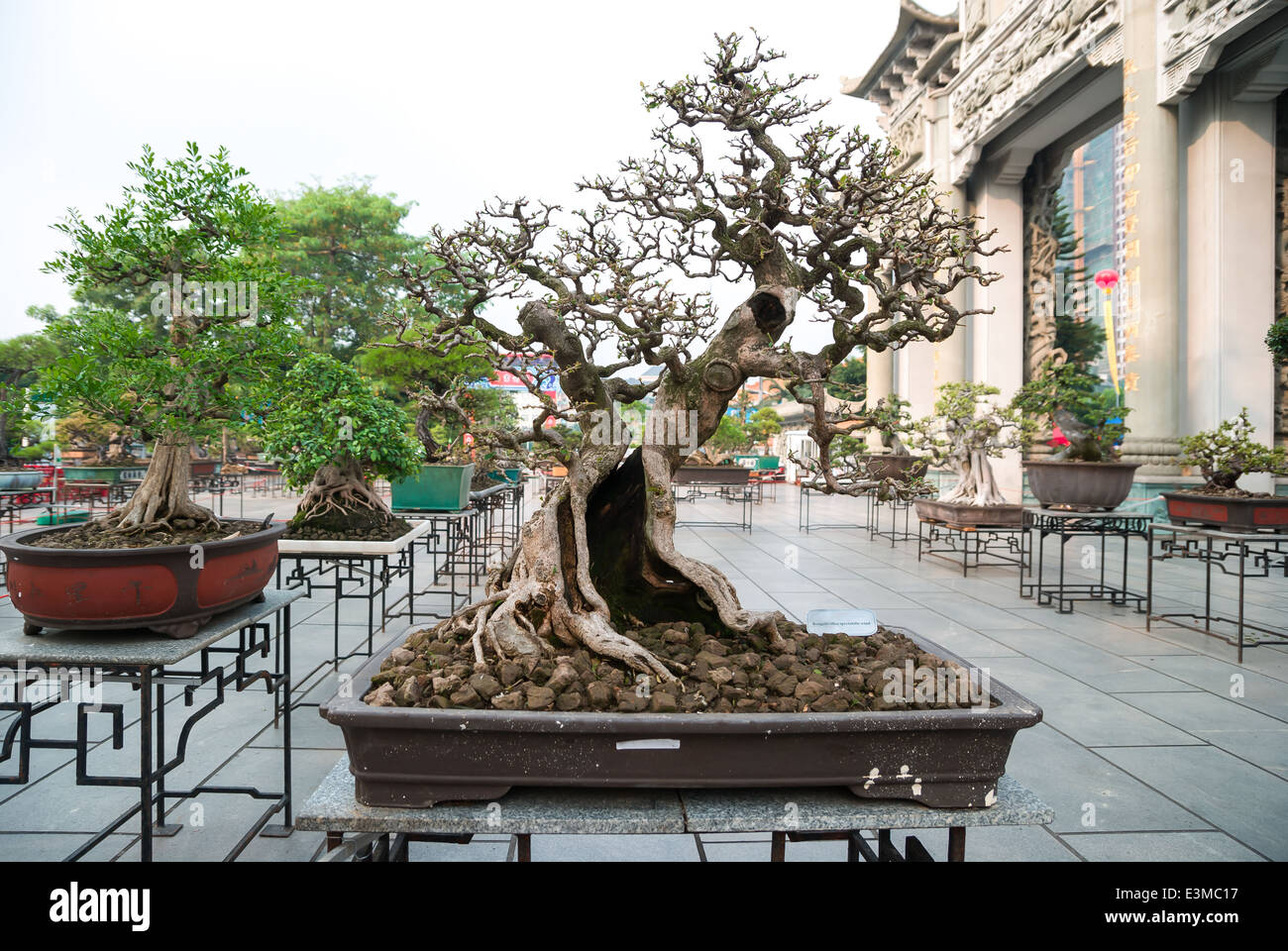 bonsai exhibition Stock Photo Alamy