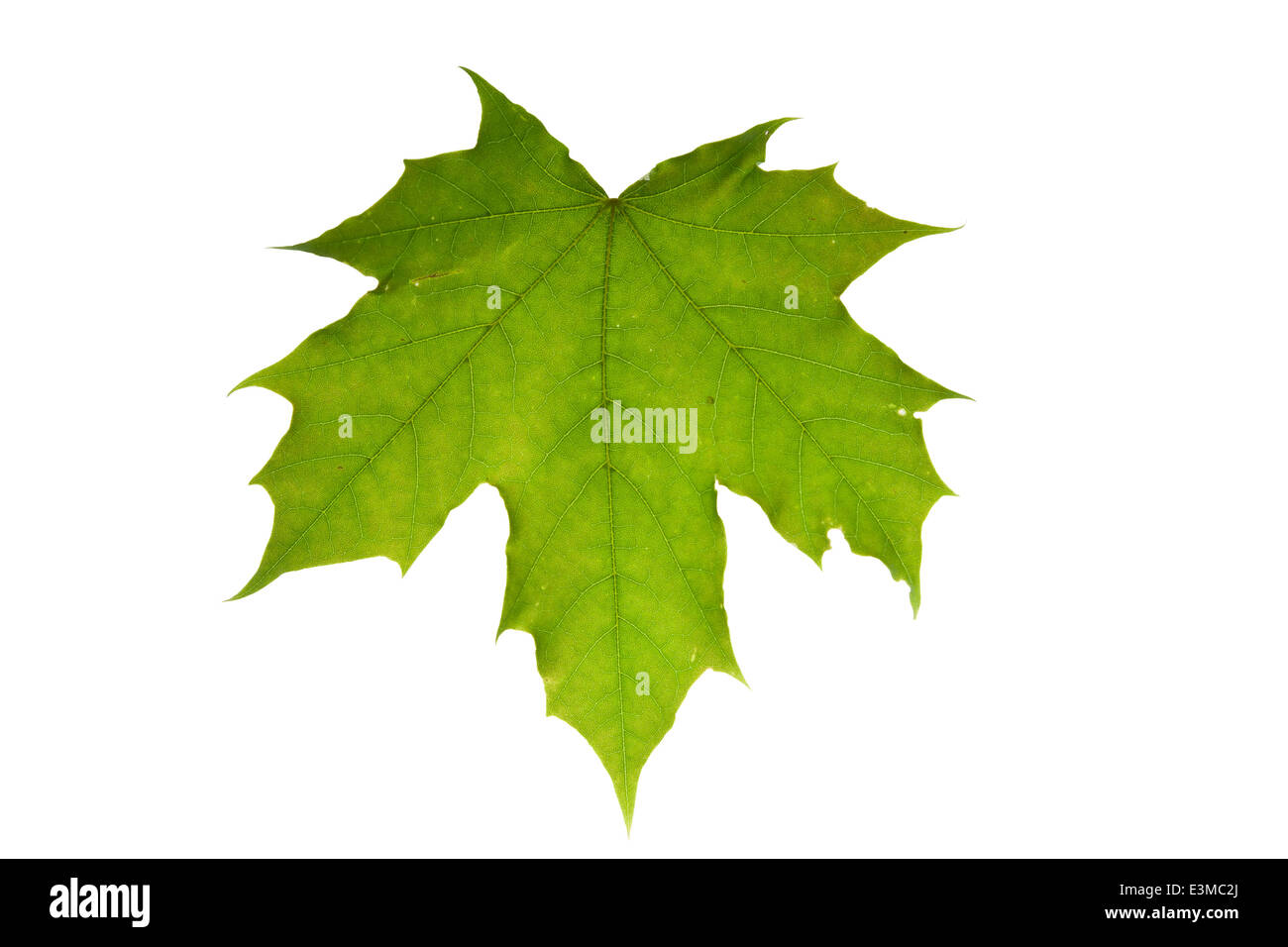 Blatt freigestellt Stock Photo