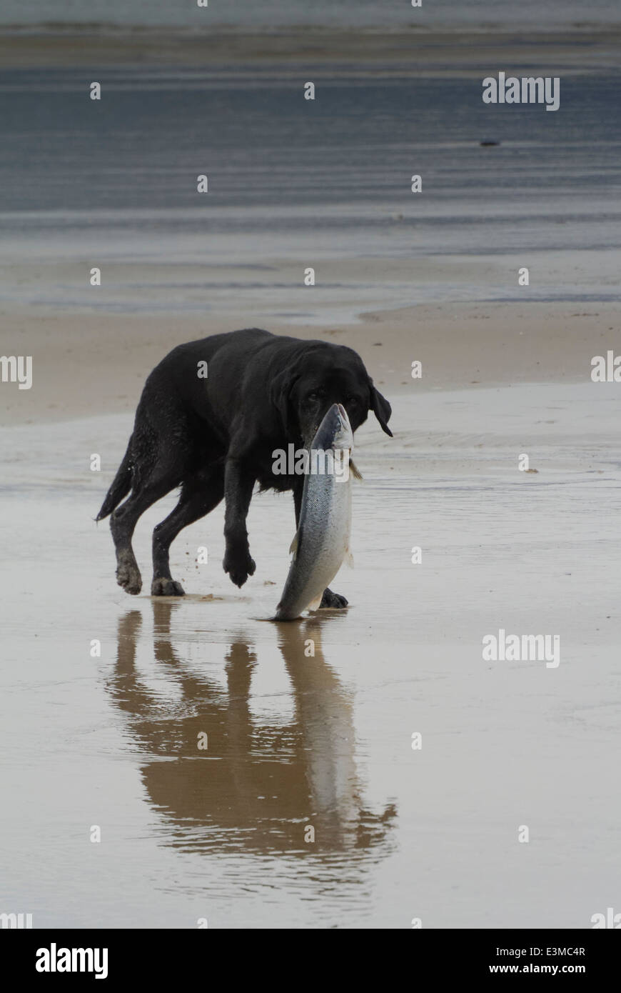 Do Dogs Like Sea Bass