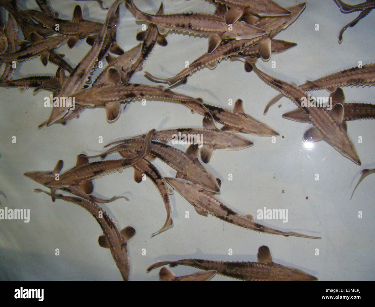 Mass marking is a technique used in wildlife research to identify and ...