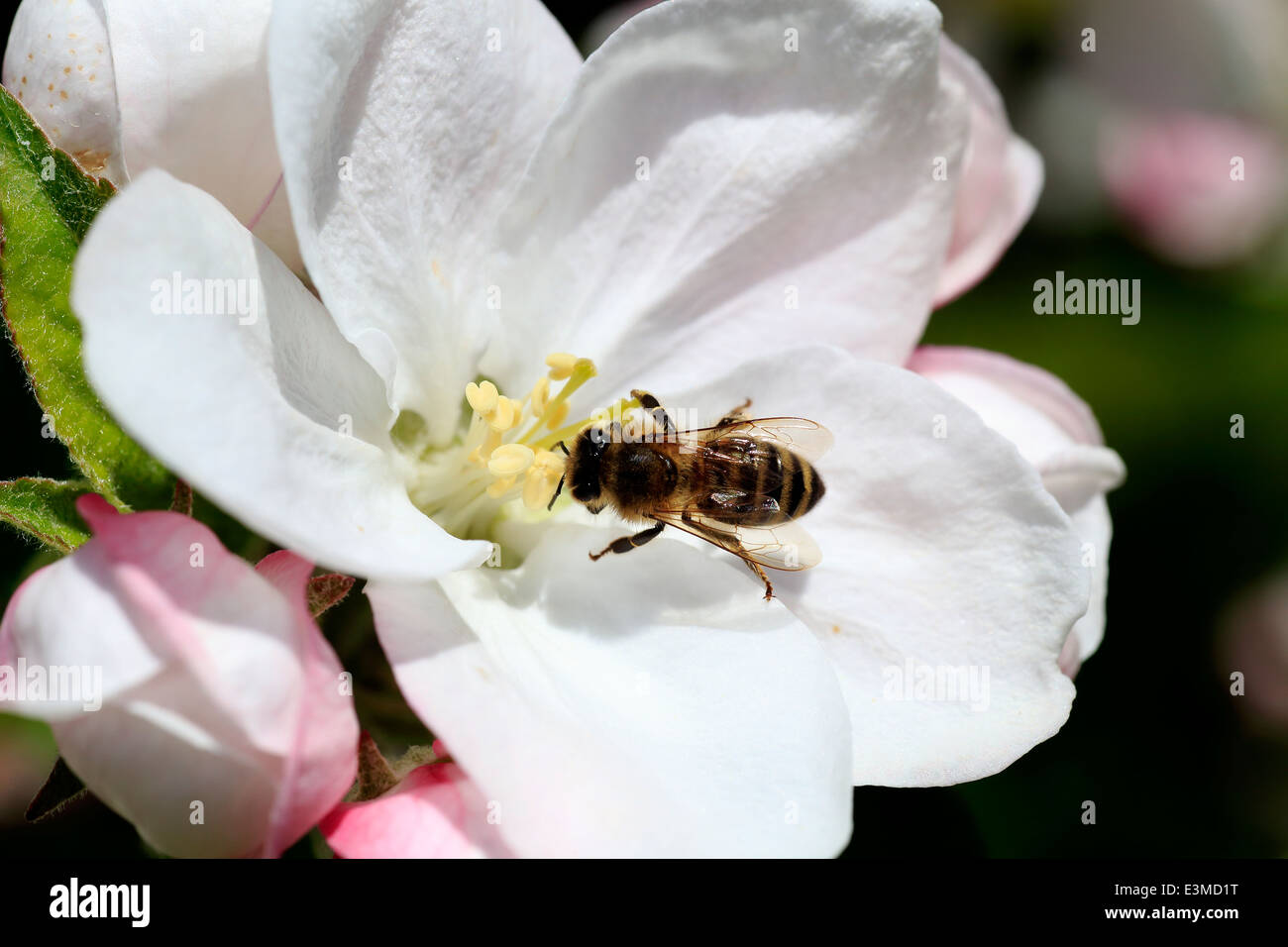 A honey bee Apis mellifera pollinating and receiving nectar from an apple tree flower in the Annapolis Valley of Nova Scotia, Canada Stock Photo