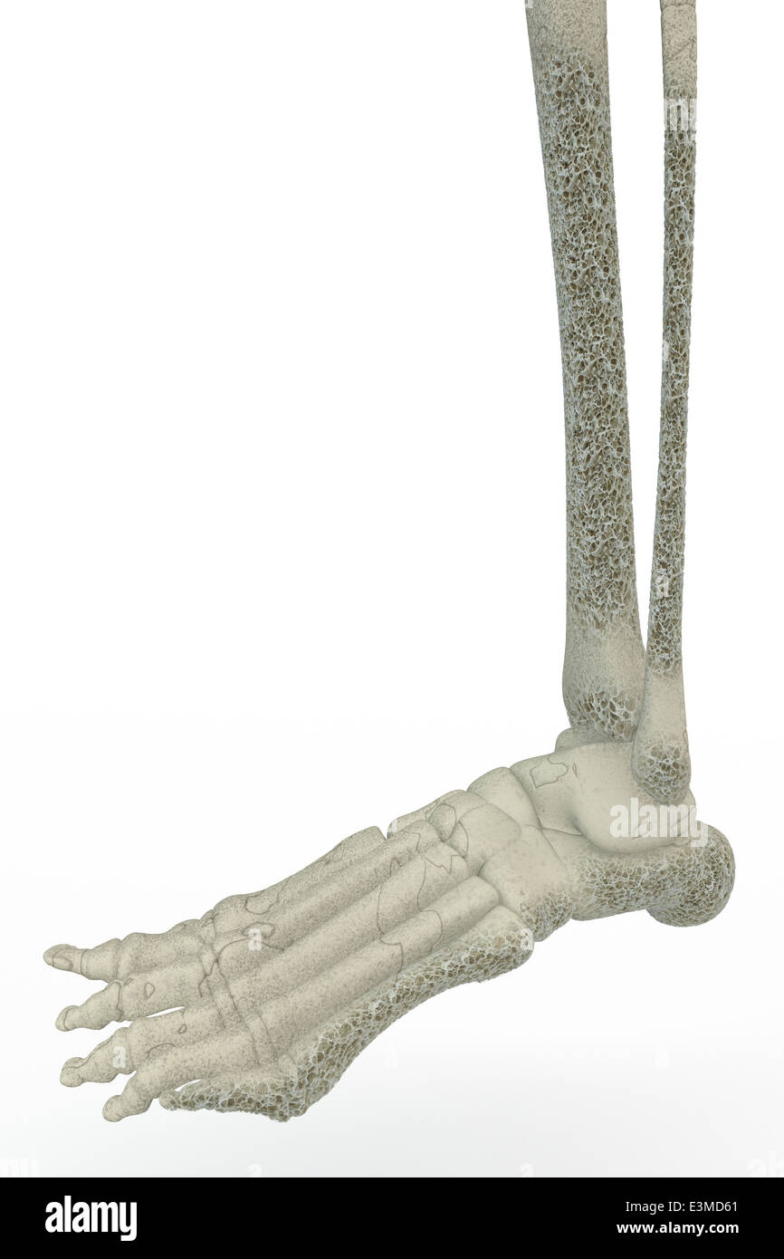 Osteoporosis bone fractures leg. 3d illustration of human foot bones on white background Stock Photo