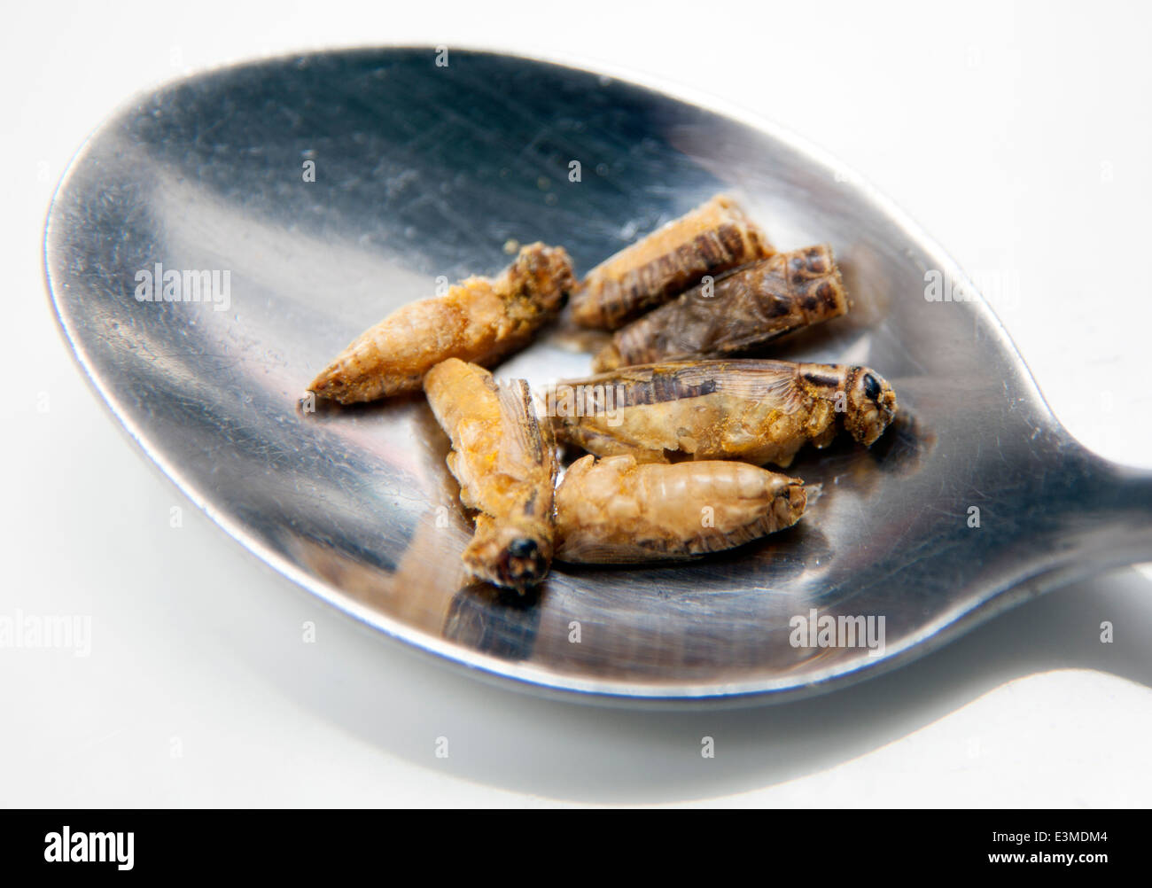 Edible crickets on spoon, London Stock Photo