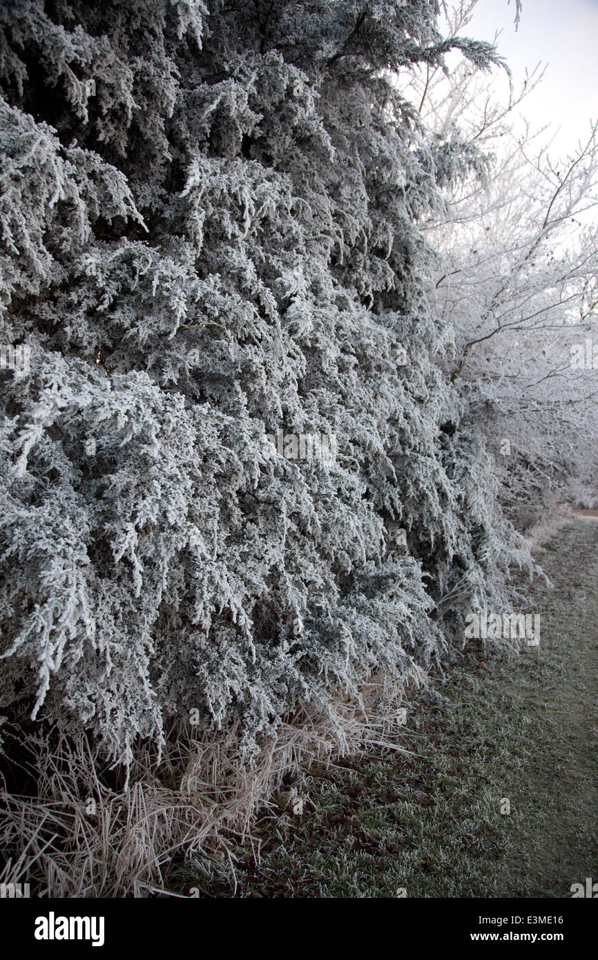 Frost covered tree on a wintery December's day Stock Photo - Alamy