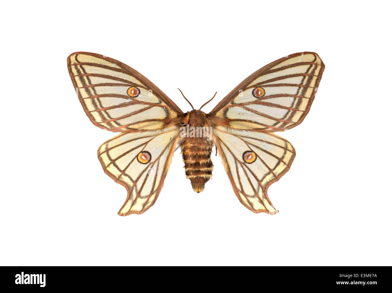 Lepidoptera; Saturniidae; Graellsia isabellae; Grote 1896; Spanish Moon moth; female Stock Photo