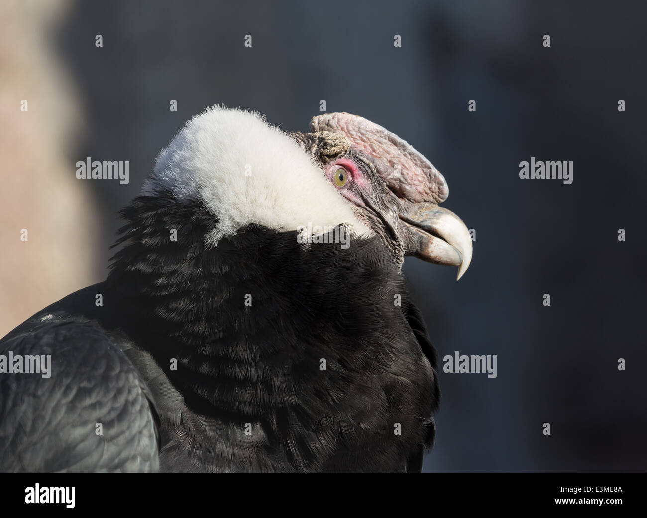 Andean Condor close up basking in the sun Stock Photo