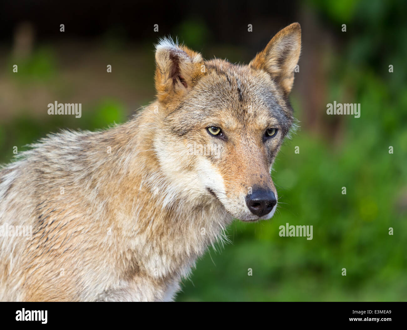 Portrait of an old wolf with an gray hair on the ear, in three quarters on a background of green grass Stock Photo